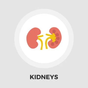 Human Kidney flat icon Stock Illustration
