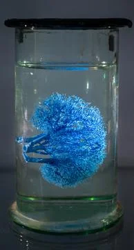 Human kidney in formalin solution closeup Stock Photos