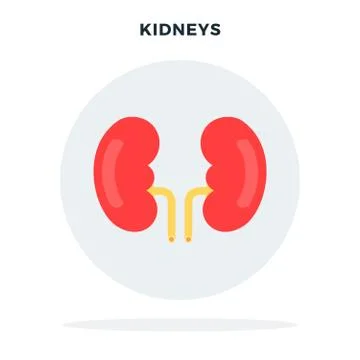 Human kidney in a gray circle vector flat isolated Stock Illustration
