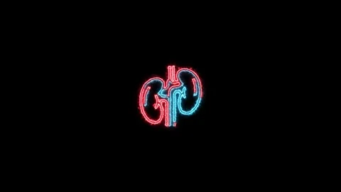 Human kidney icon animation glowing neon line purple indigo color on a blac.. Video stock 305300312