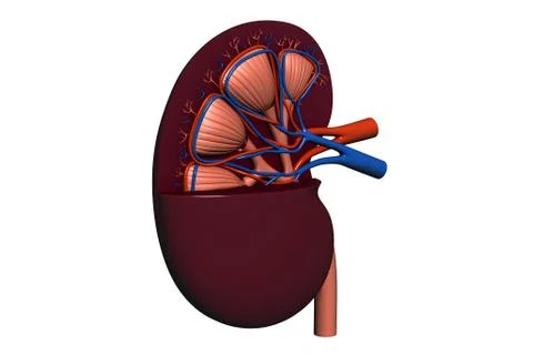 Human kidney. Stock Illustration