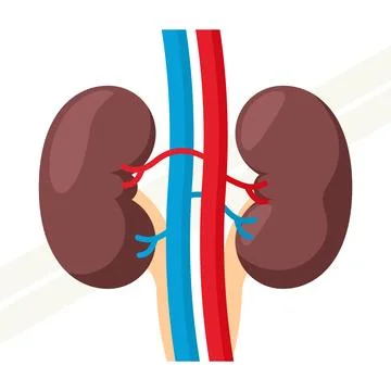 Human-kidney Stock Illustration