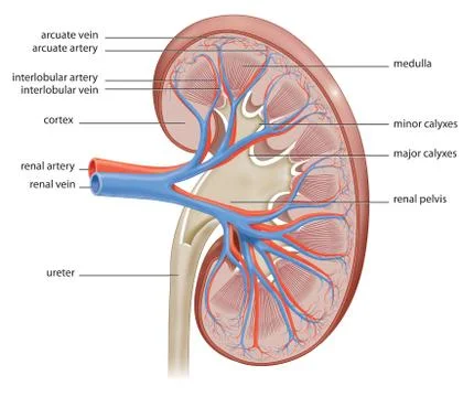 Human kidney internal structure cross-section realistic illustration イラスト素材