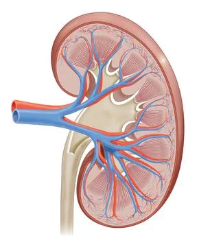 Human kidney internal structure cross-section realistic illustration イラスト素材
