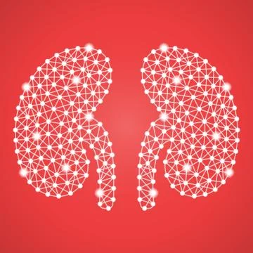 Human Kidney Isolated On A Red Background. Vector Illustration. Stock Illustration