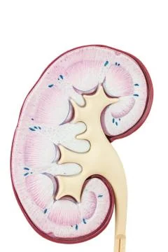 Human kidney isolated on white background Stock Photos