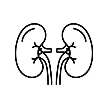 Human kidney line icon vector illustration for medical design Stock Illustration