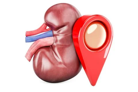 Human Kidney with map pointer, 3D rendering Illustrazione stock