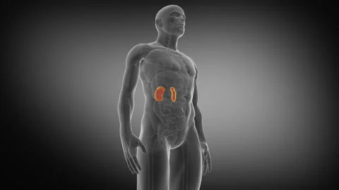 Human Kidney. Medically accurate animation of the kidneys Stock Footage 106829106