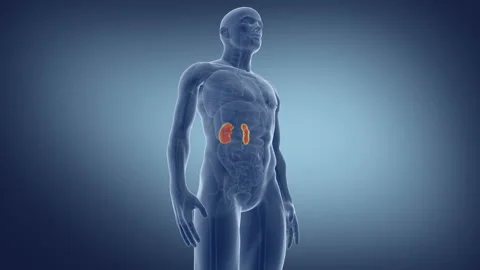 Human Kidney. Medically accurate animation of the kidneys Stock Footage 106831495