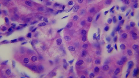 The human kidney. Microanatomy. Transverse section of a mammalian kidney. 1000x  Stock Footage 265179526