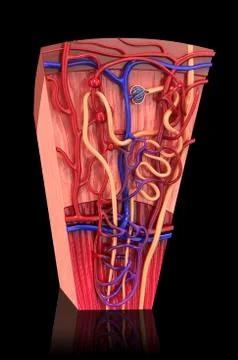 Human kidney nephron, artwork Stock Illustration