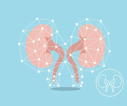Human kidney protection concept flat design vector illustration Stock Illustration