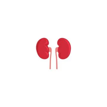 Human Kidney vector icon illustration Stock Illustration