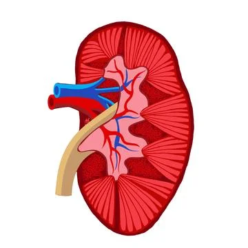 Human kidney vector illustration Stock Illustration
