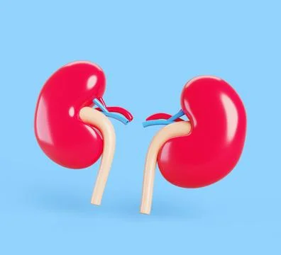 Human kidneys 3d render icon. Internal organs for dialysis and filter function Stock Illustration