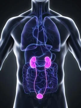 Human Kidneys Anatomy Stock Illustration