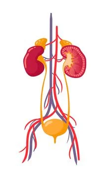 Human kidneys and bladder. Anatomically accurate realistic illustration. Healthy Stock Illustration