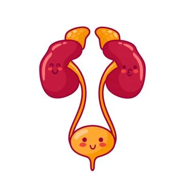 Human kidneys and bladder. Cute characters in kawaii style. Healthy organs Stock Illustration