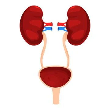 Human kidneys and bladder filtering blood and producing urine Illustrazione stock
