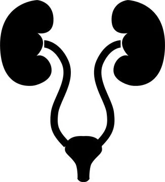 Human kidneys and bladder icon on white background. Urology logo concept. Stock Illustration