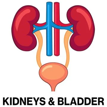 Human kidneys and bladder vector icon Stock Illustration