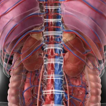 Human kidneys, artwork Stock Illustration