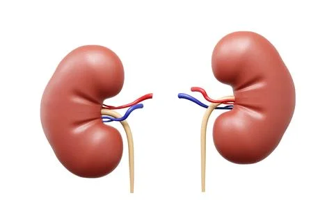 Human kidneys isolated on white background Stock Illustration