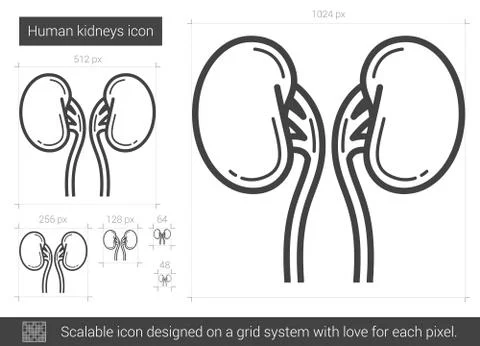 Human kidneys line icon Stock Illustration