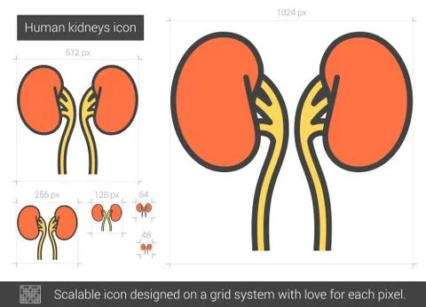 Human kidneys line icon Stock Illustration