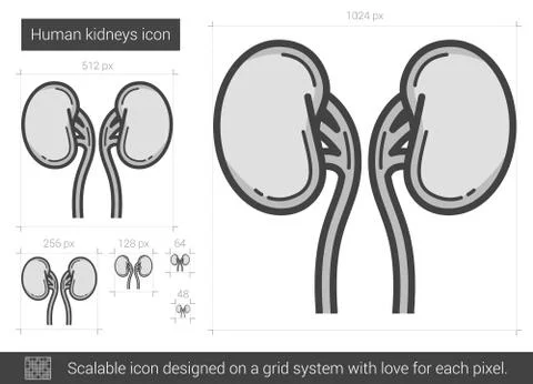 Human kidneys line icon Stock Illustration