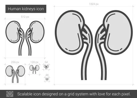 Human kidneys line icon Stock Illustration