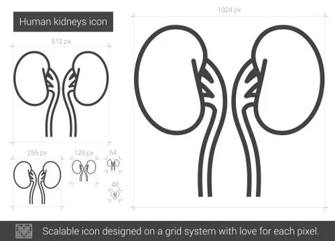 Human kidneys line icon. Stock Illustration