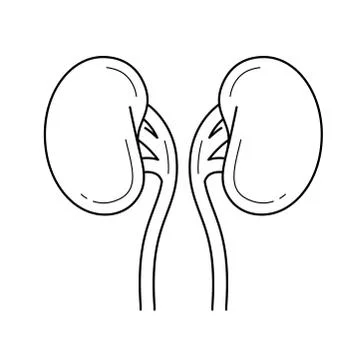 Human kidneys line icon. Stock Illustration