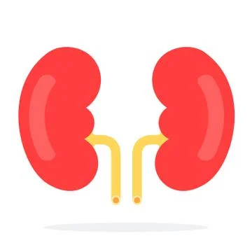 Human kidneys vector flat material design isolated object on white background. Stock Illustration