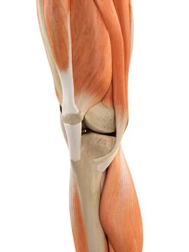 Human knee anatomy, artwork Stock Illustration
