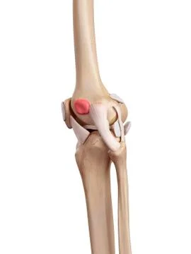 Human knee anatomy Stock Illustration