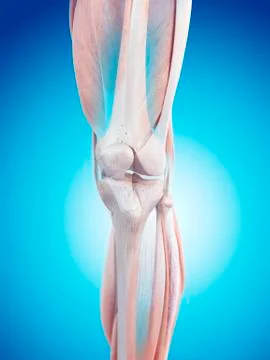 Human knee anatomy Stock Illustration