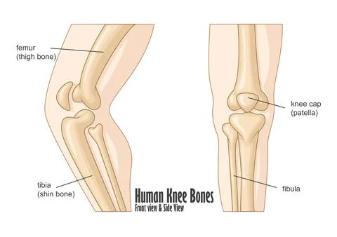 Human Knee Bones Front And Side View Anatomy, Vector Illustration Stock Illustration