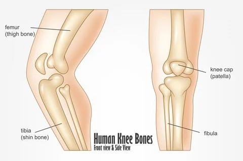 Human Knee Bones Front And Side View Anatomy, Vector Illustration Stock Illustration