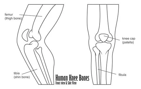 Human Knee Bones Front And Side View Anatomy, Vector Illustration Stock Illustration