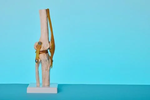 Human knee joint anatomical model on stand for orthopedic consultation of ost Stock Photos