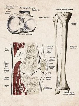 Human Knee Joint And Leg Ligaments Vintage Anatomy Illustration Stock Illustration