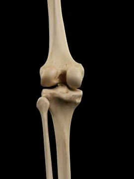 Human knee joint, artwork Stock Illustration