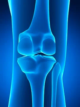Human knee joint, artwork Stock Illustration