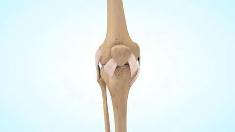 Human knee joint ligaments of 3d illustration Stock Illustration