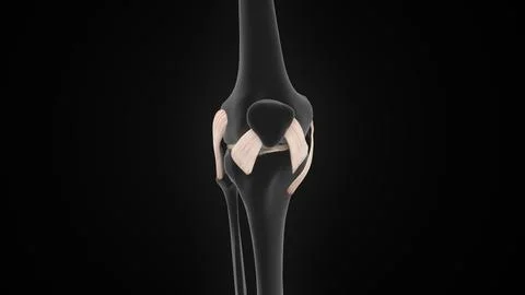 Human knee joint ligaments of 3d illustration Illustration