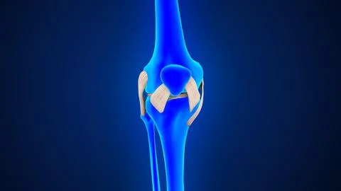 Human knee joint ligaments of 3d illustration Stockillustratie