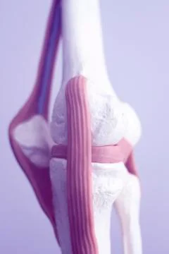 Human knee joint meniscus model Stock Photos