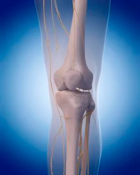 Human knee nerves Stock Illustration